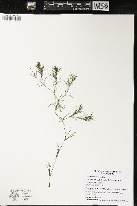 Najas flexilis image
