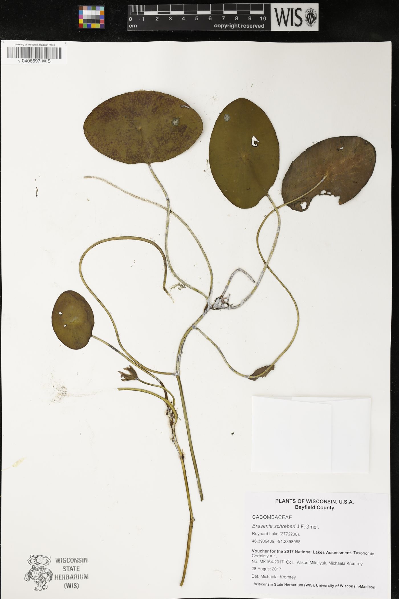 Brasenia schreberi image
