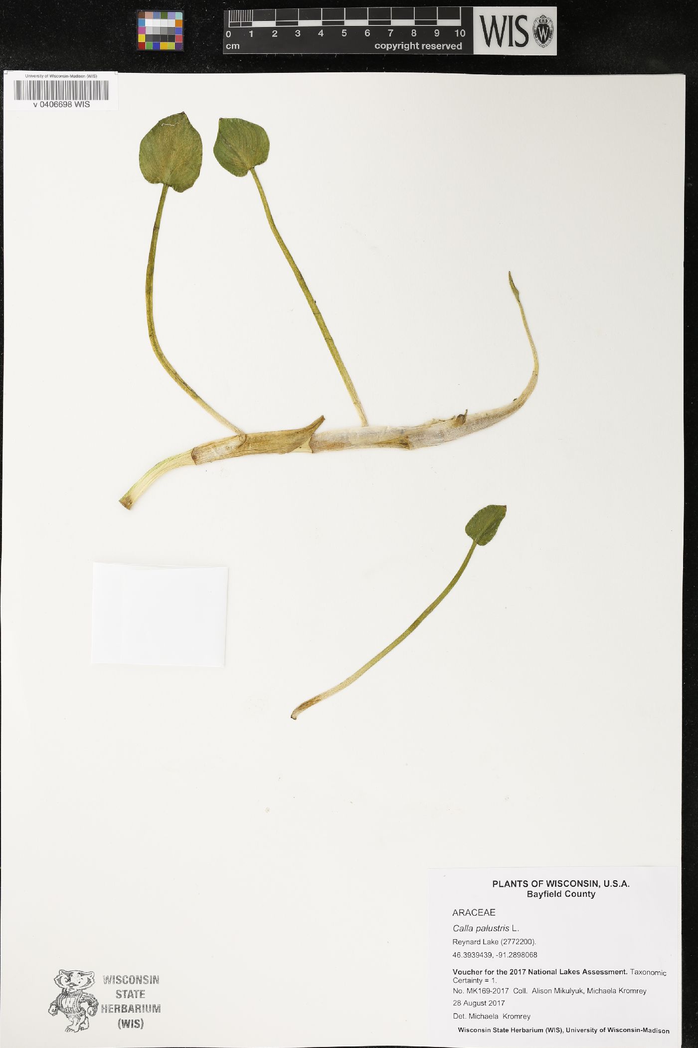 Calla palustris image