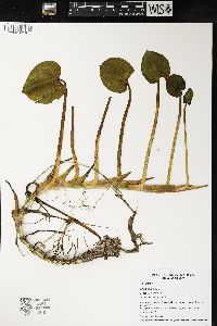 Calla palustris image