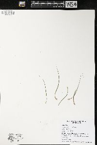 Isoëtes echinospora image