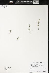 Najas flexilis image