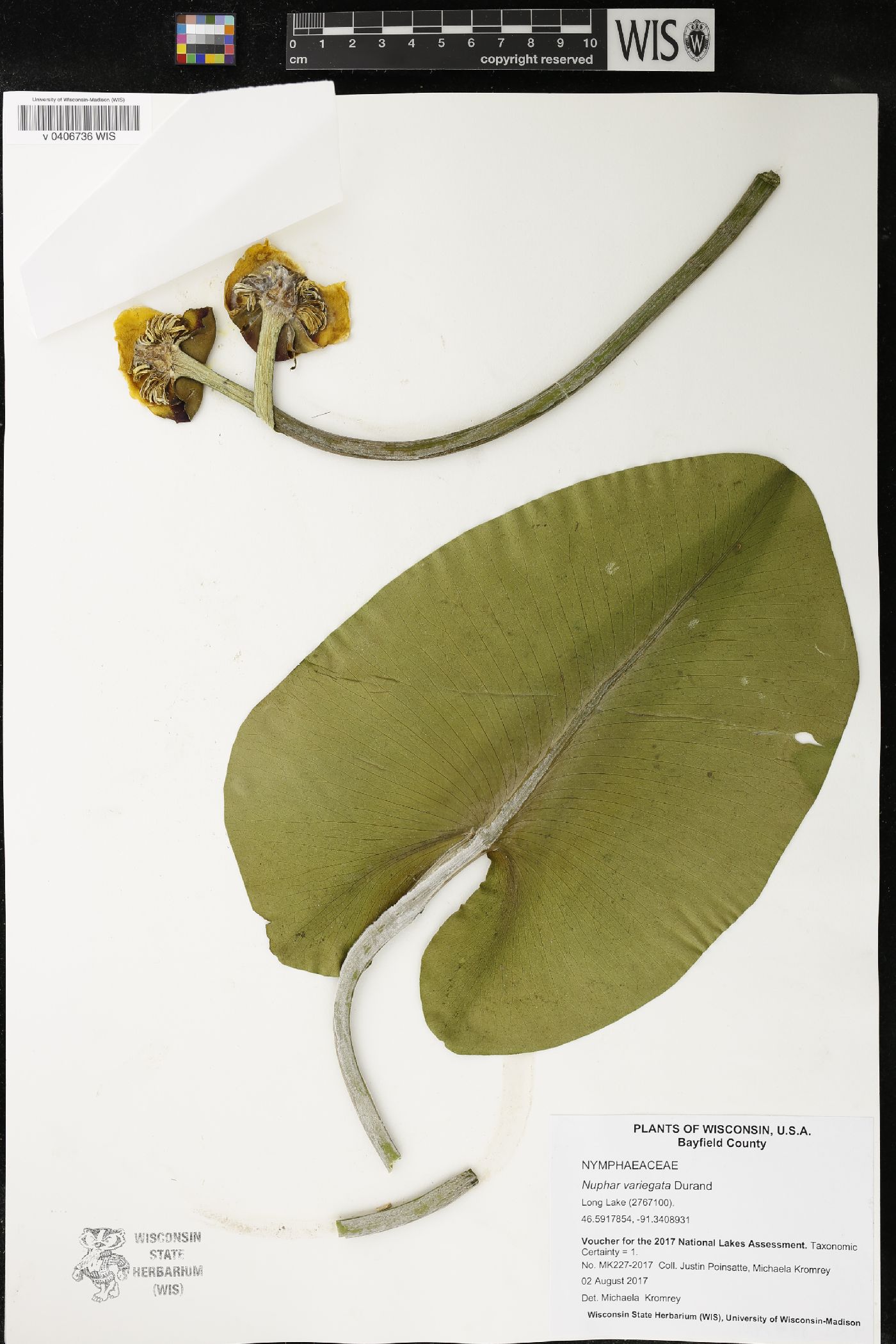 Nuphar variegata image