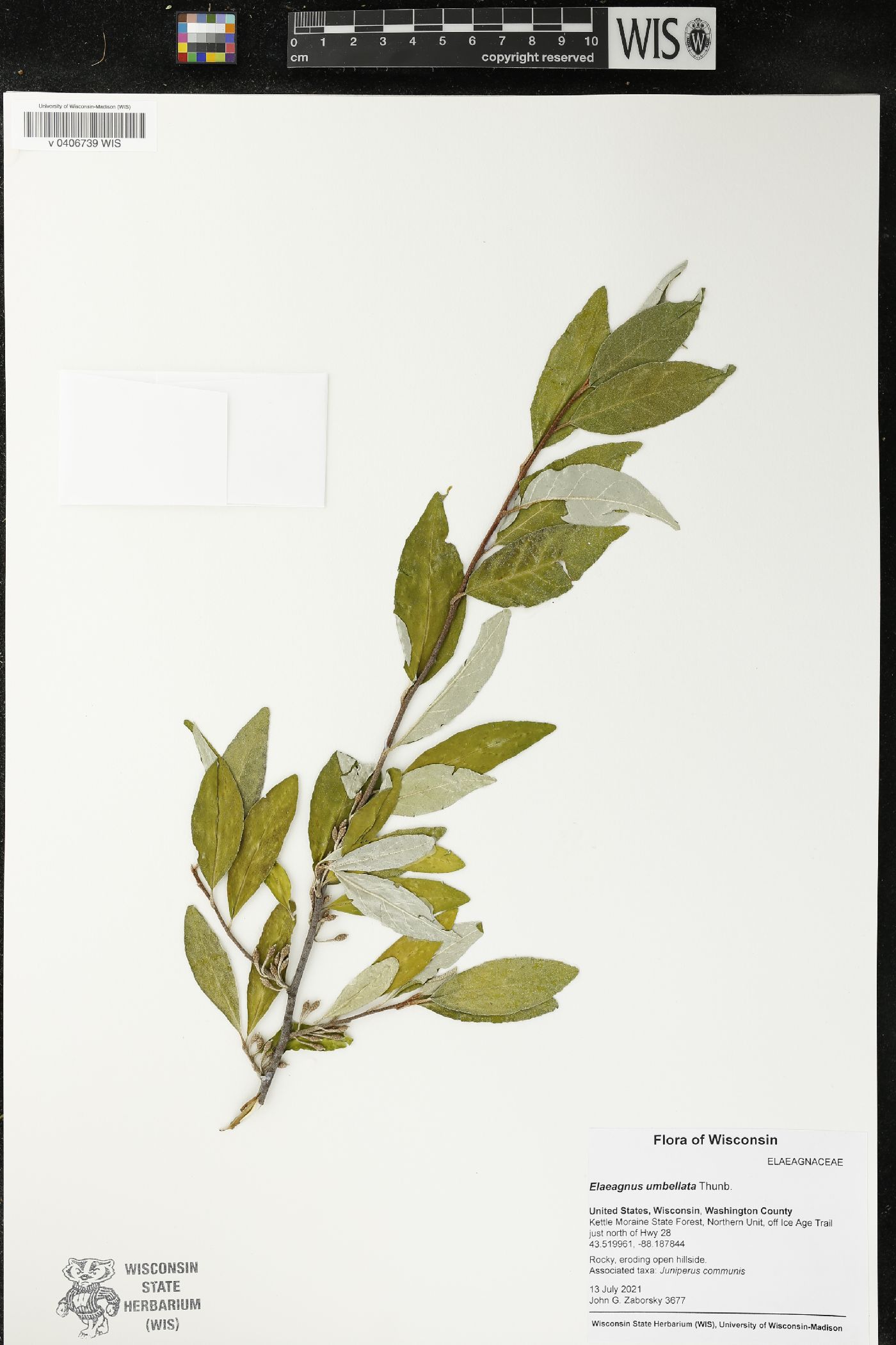 Elaeagnus umbellata image