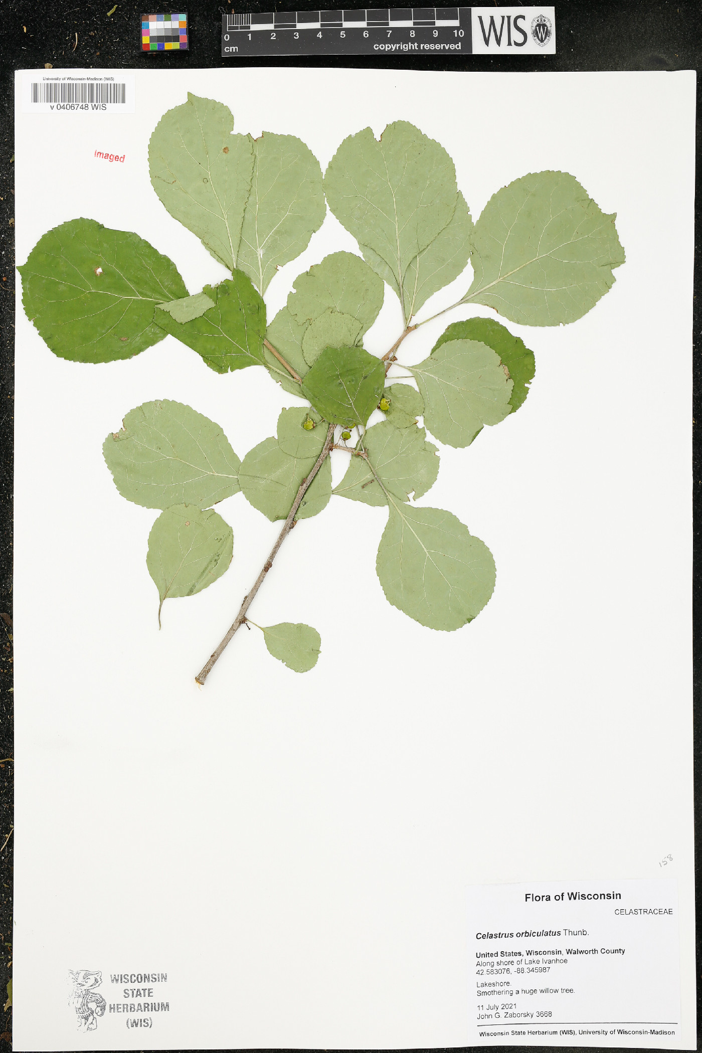Celastrus orbiculatus image