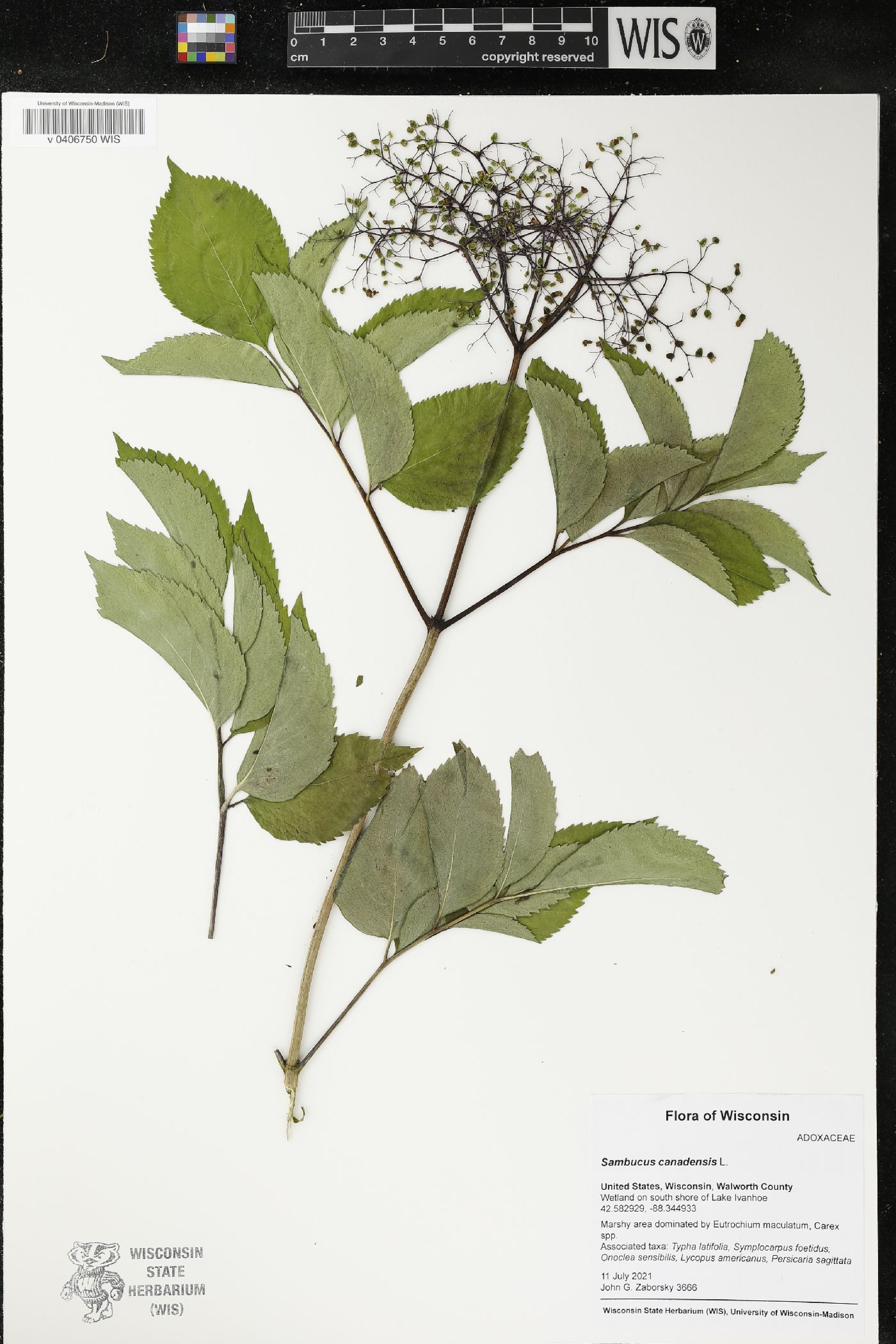 Sambucus canadensis image