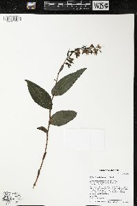 Epipactis helleborine image
