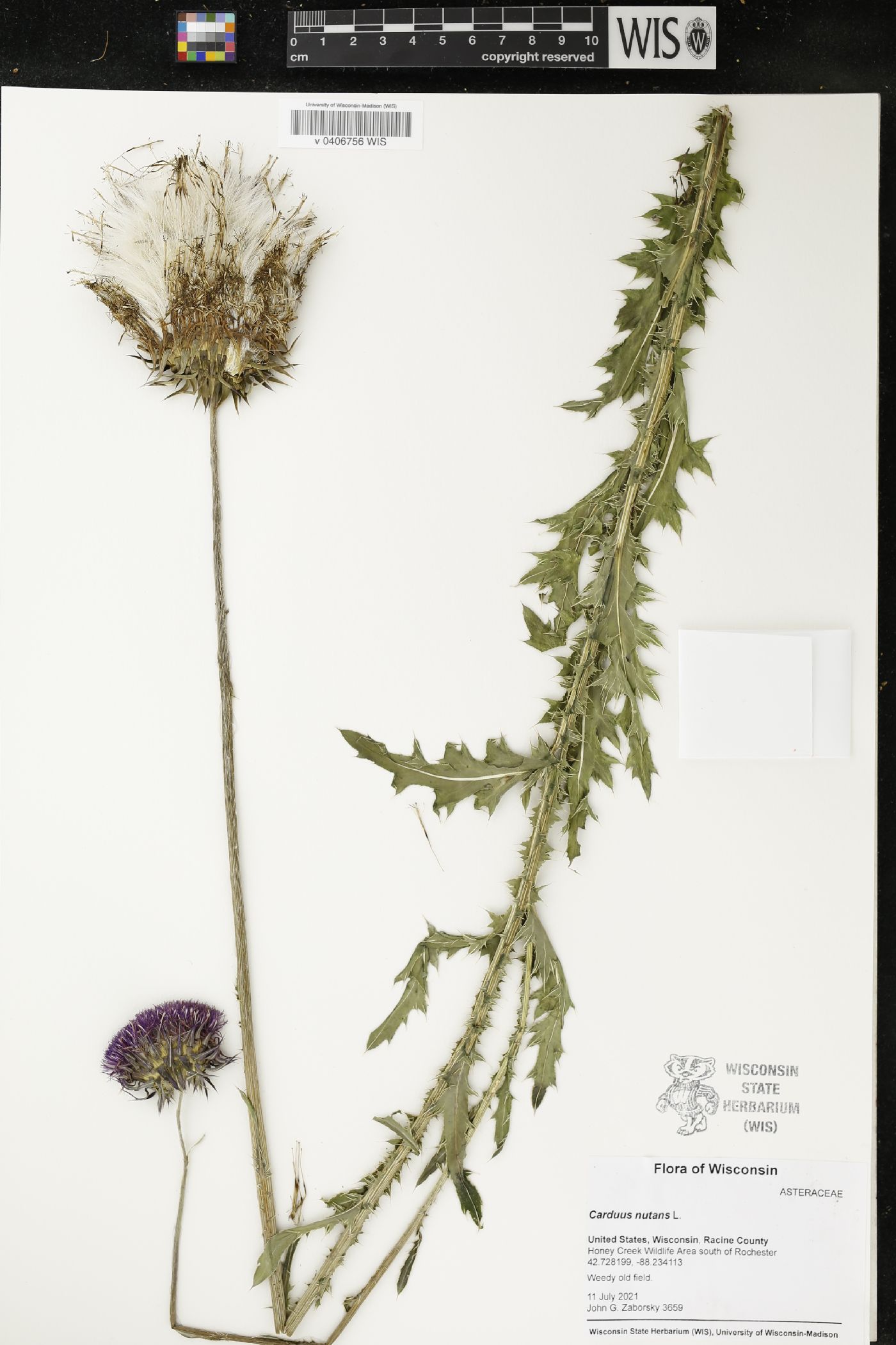 Carduus nutans image
