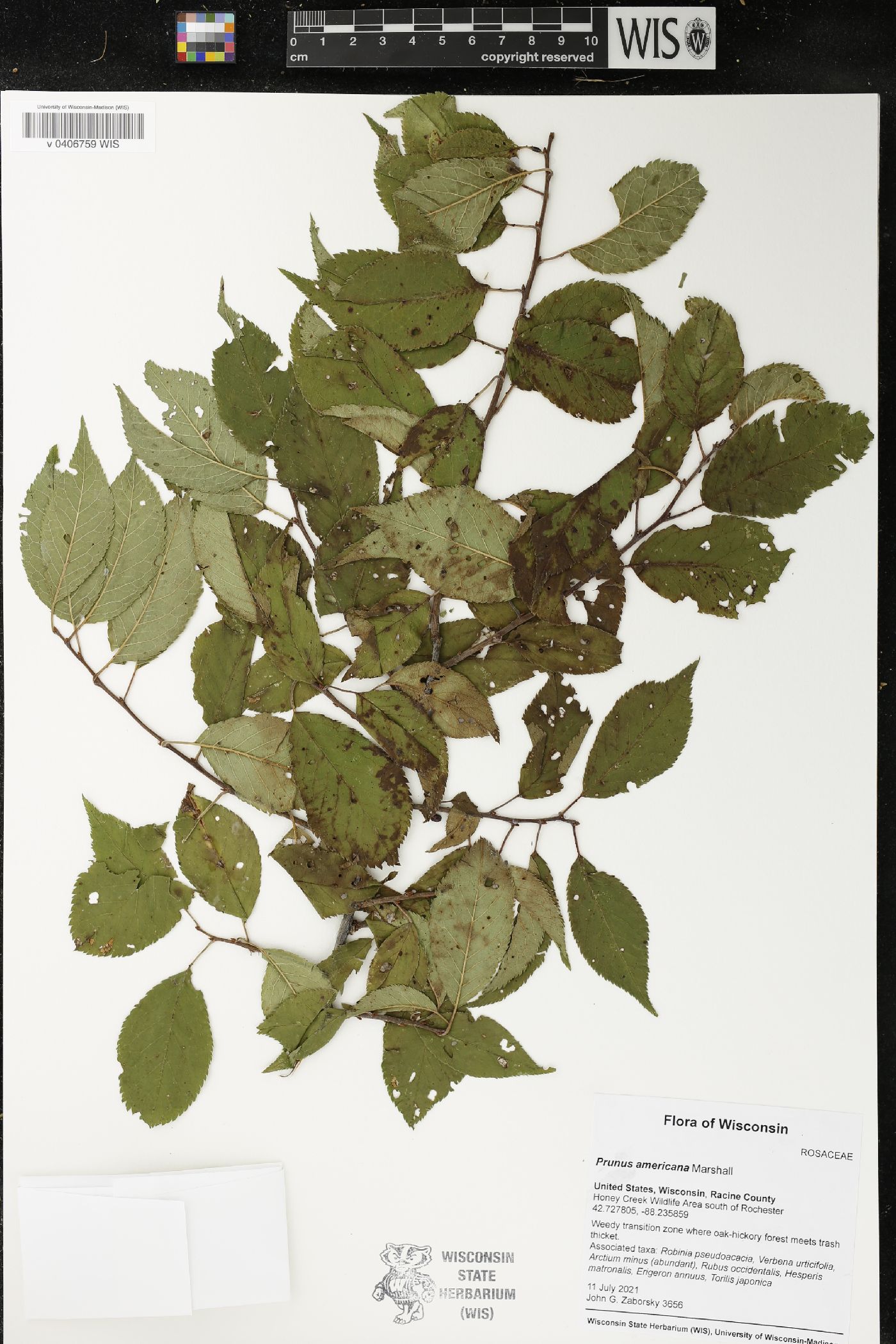 Prunus americana image