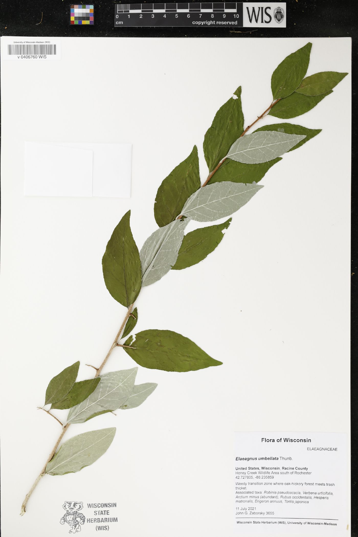Elaeagnus umbellata image