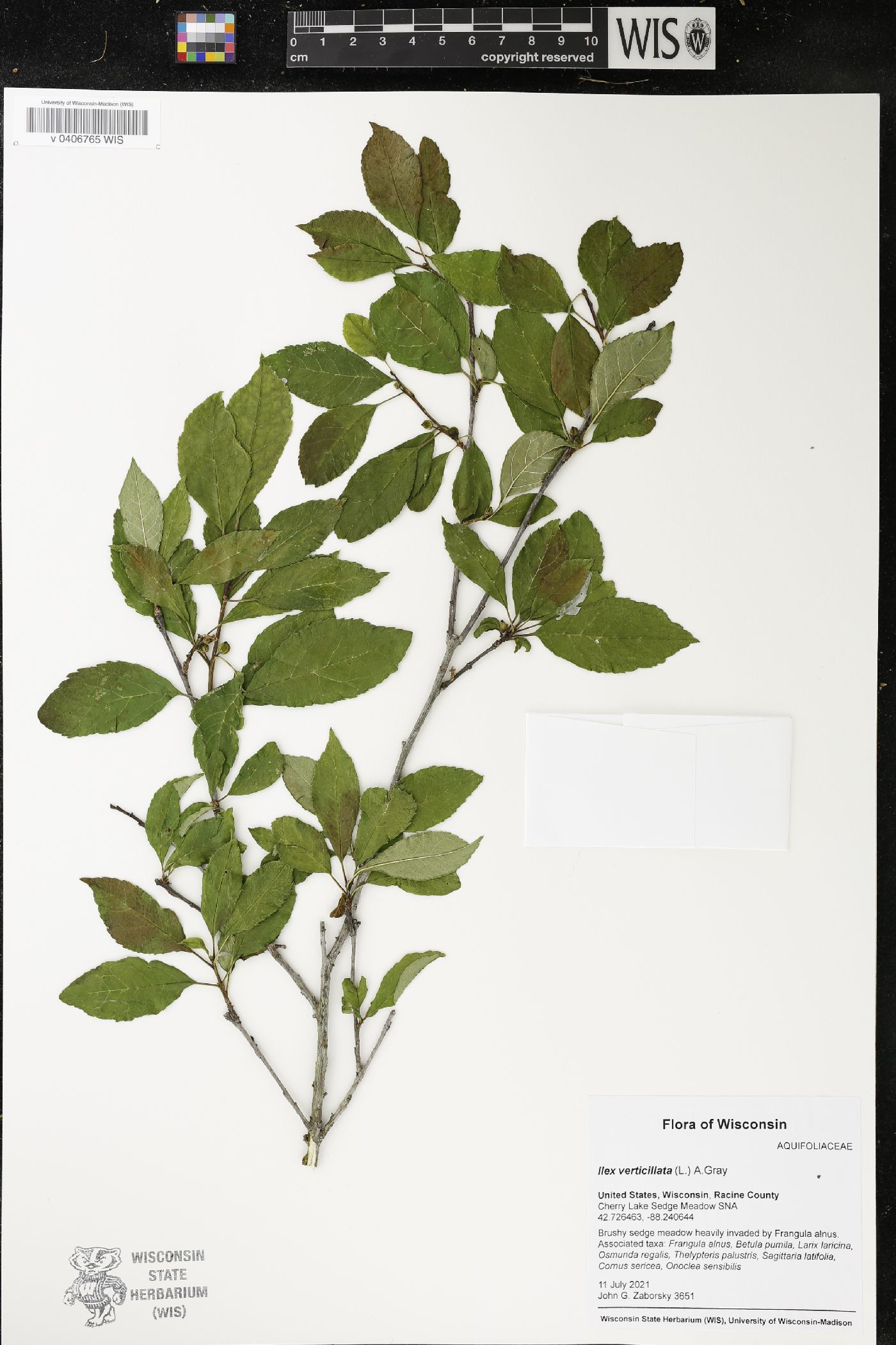 Ilex verticillata image