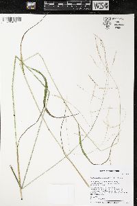 Festuca subverticillata image