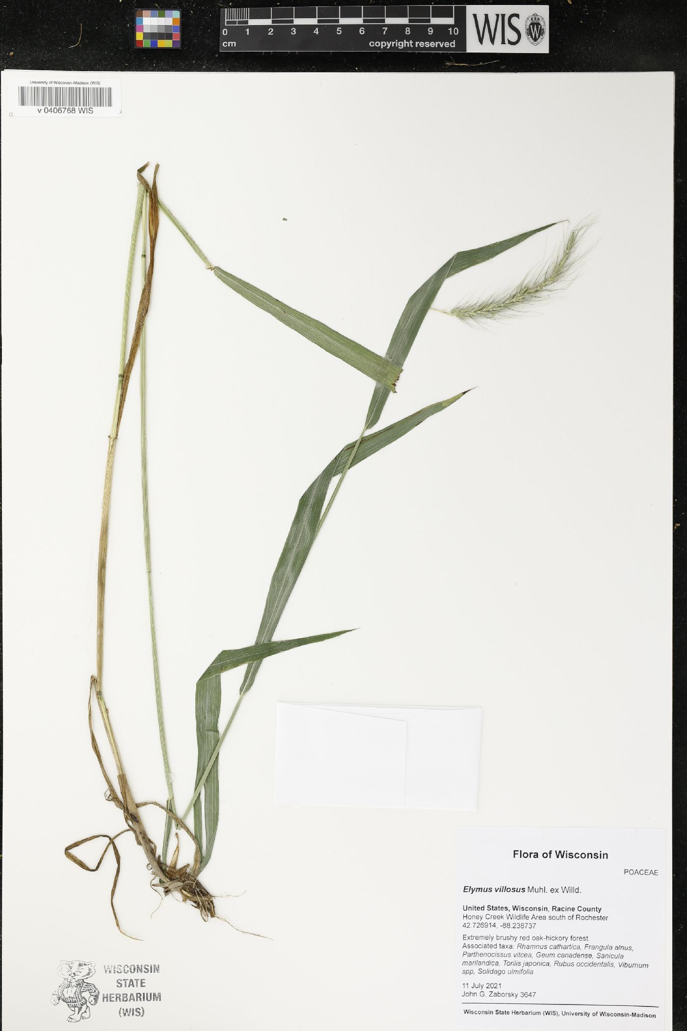 Elymus villosus image