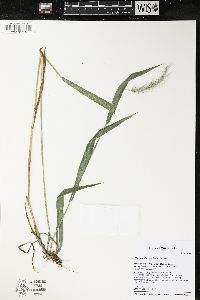 Elymus villosus image