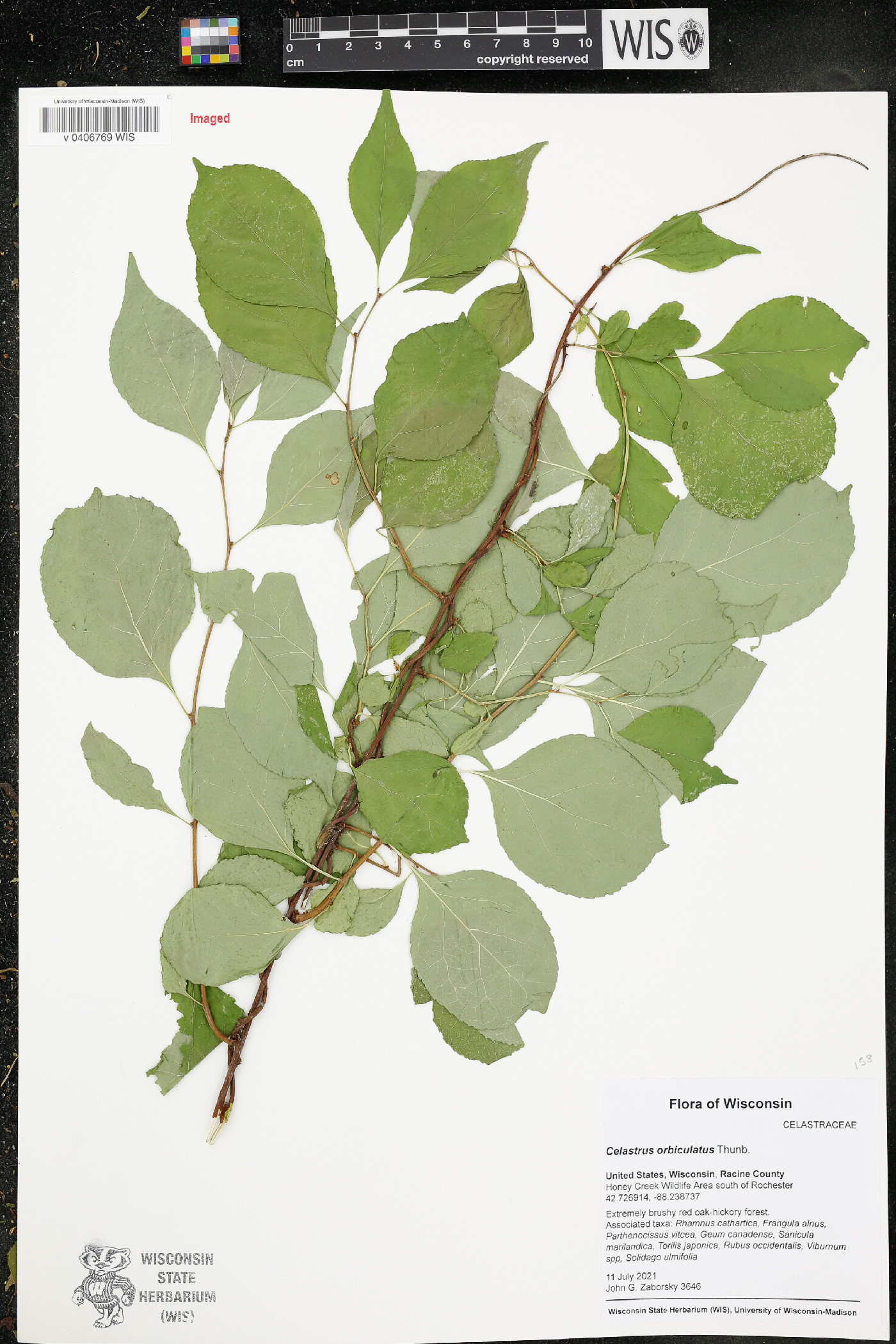 Celastrus orbiculatus image