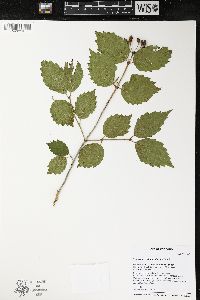 Viburnum rafinesqueanum image