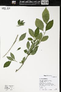 Euonymus europaeus image