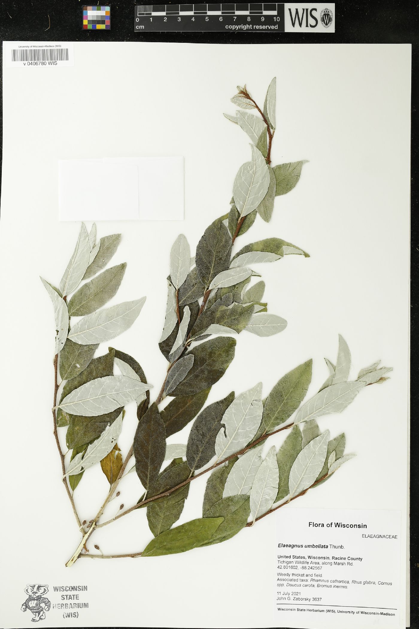 Elaeagnus umbellata image