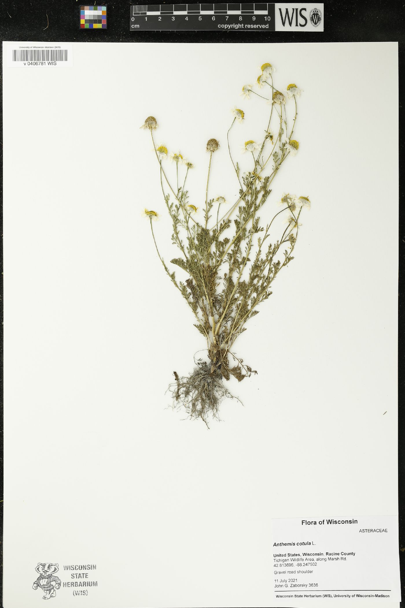 Anthemis cotula image