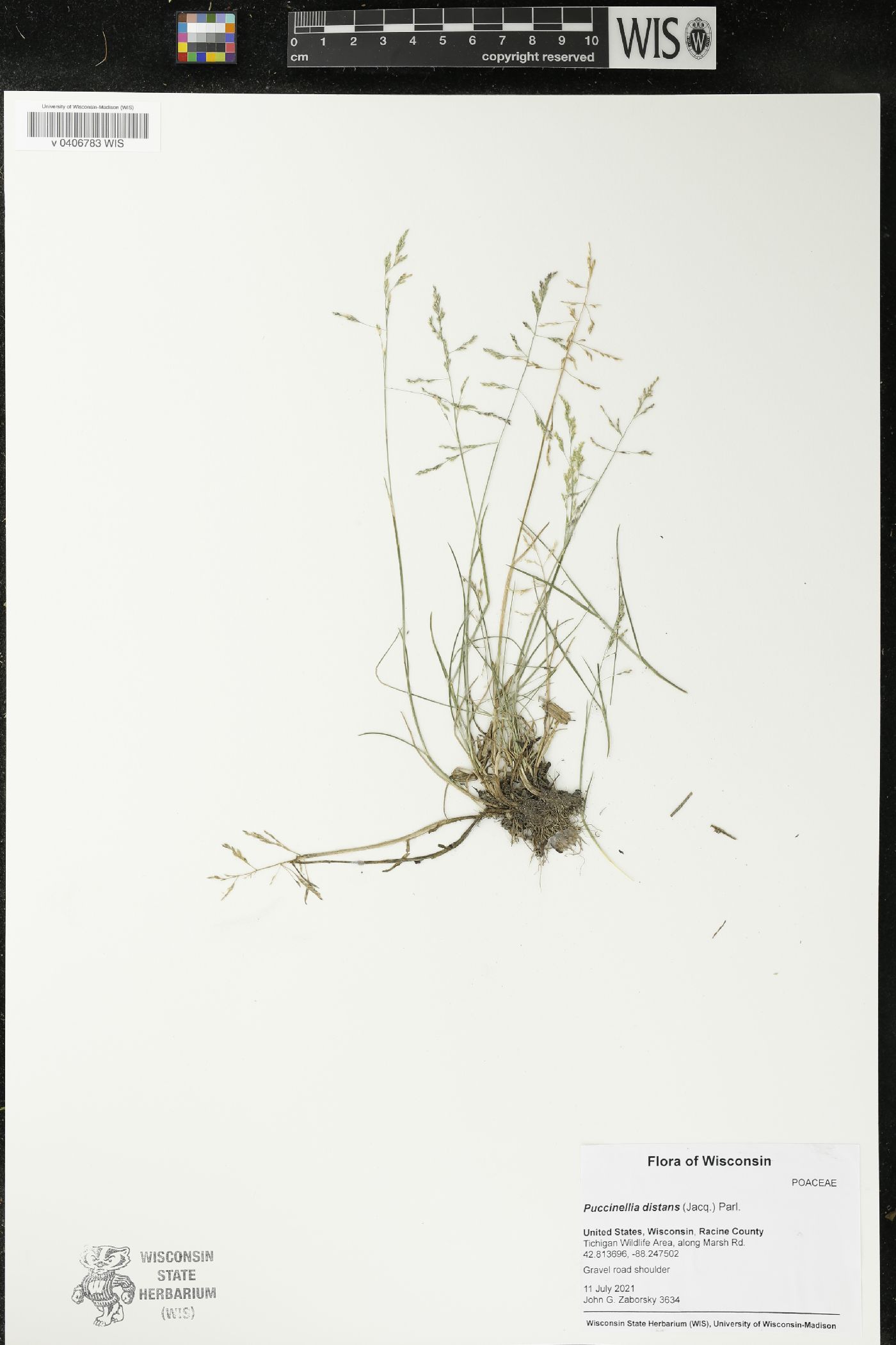 Puccinellia distans image