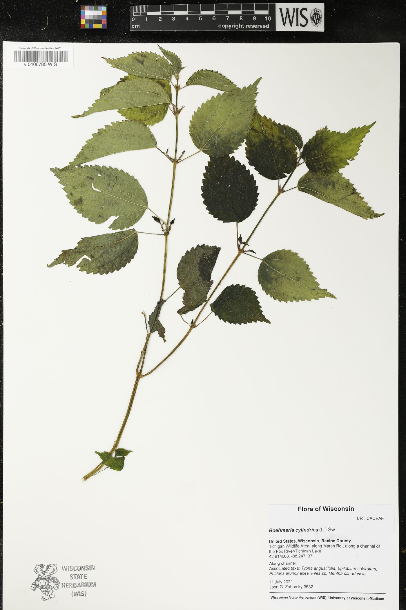 Boehmeria cylindrica image