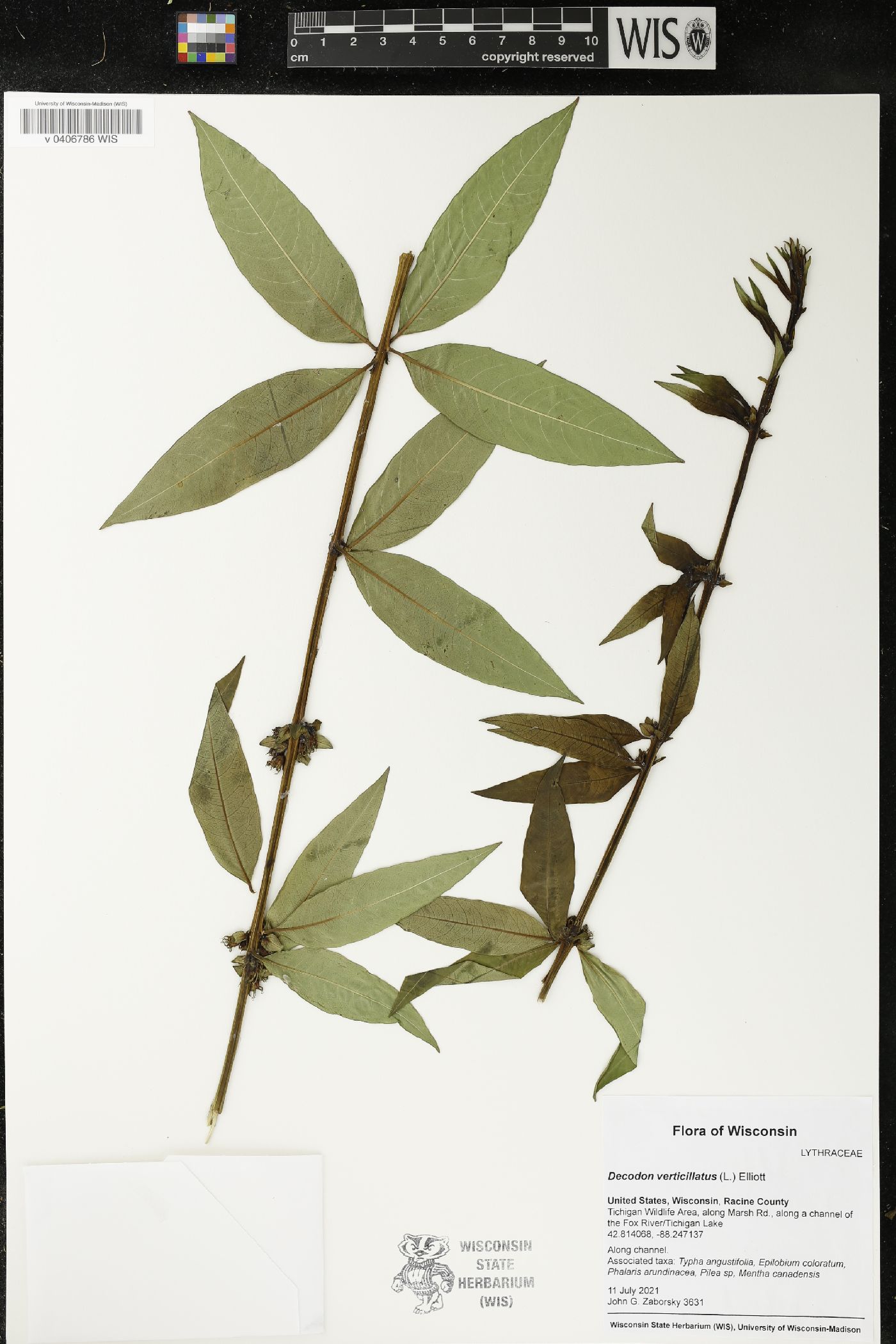 Decodon verticillatus image