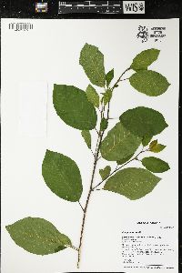 Frangula alnus image