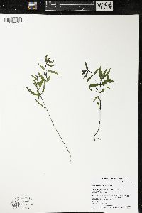 Melampyrum lineare image