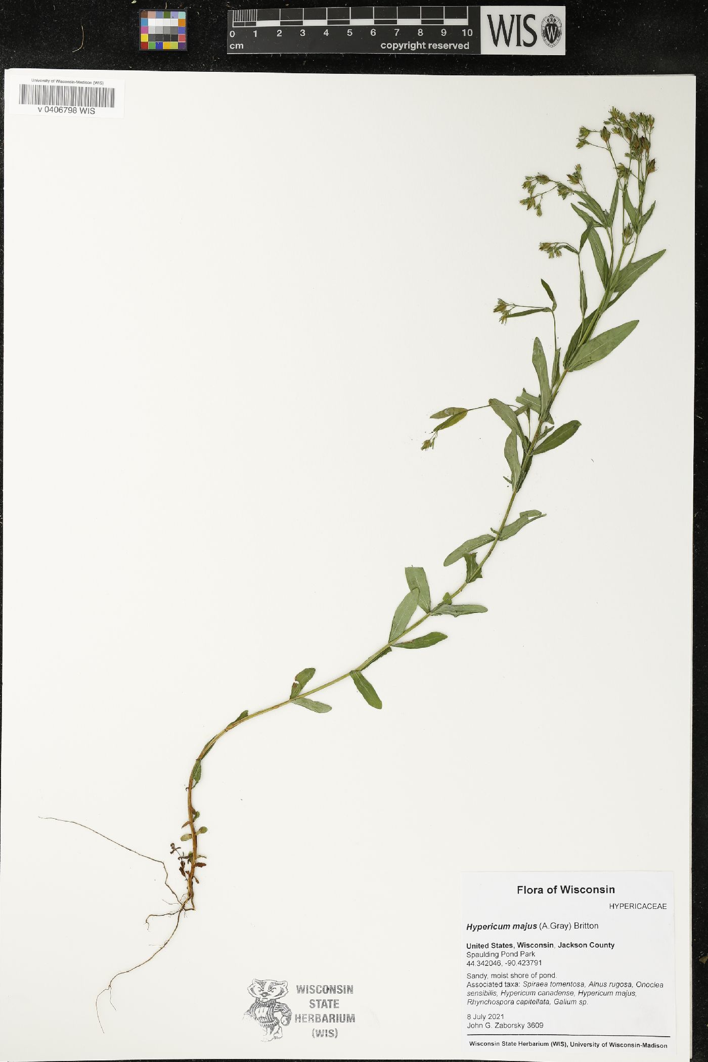 Hypericum majus image