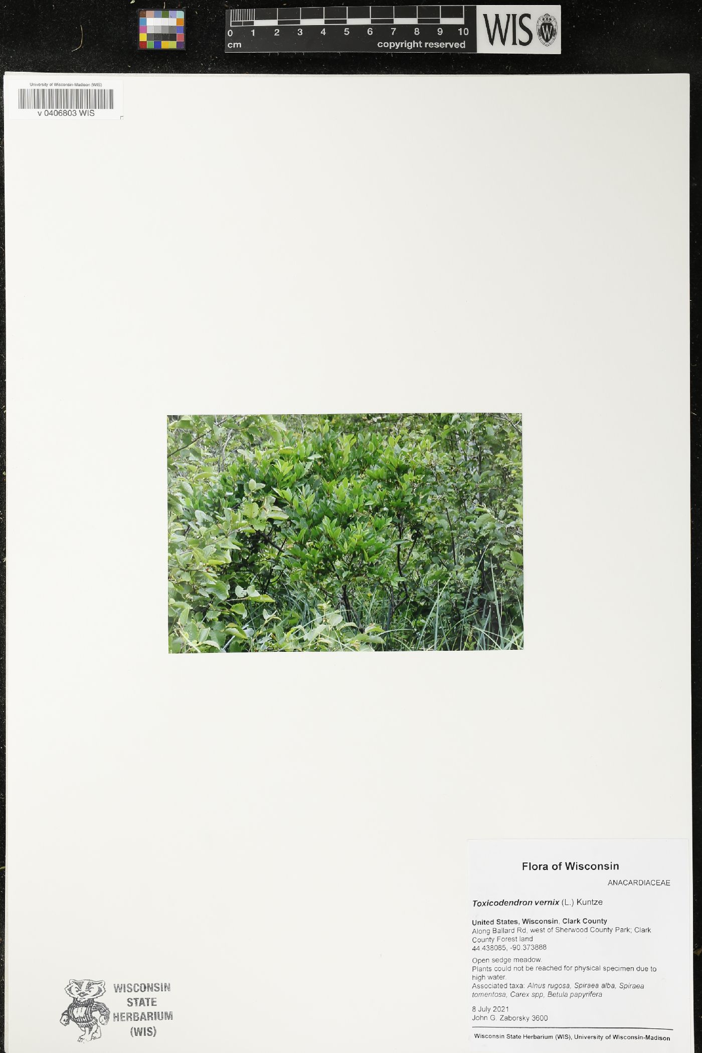 Toxicodendron vernix image