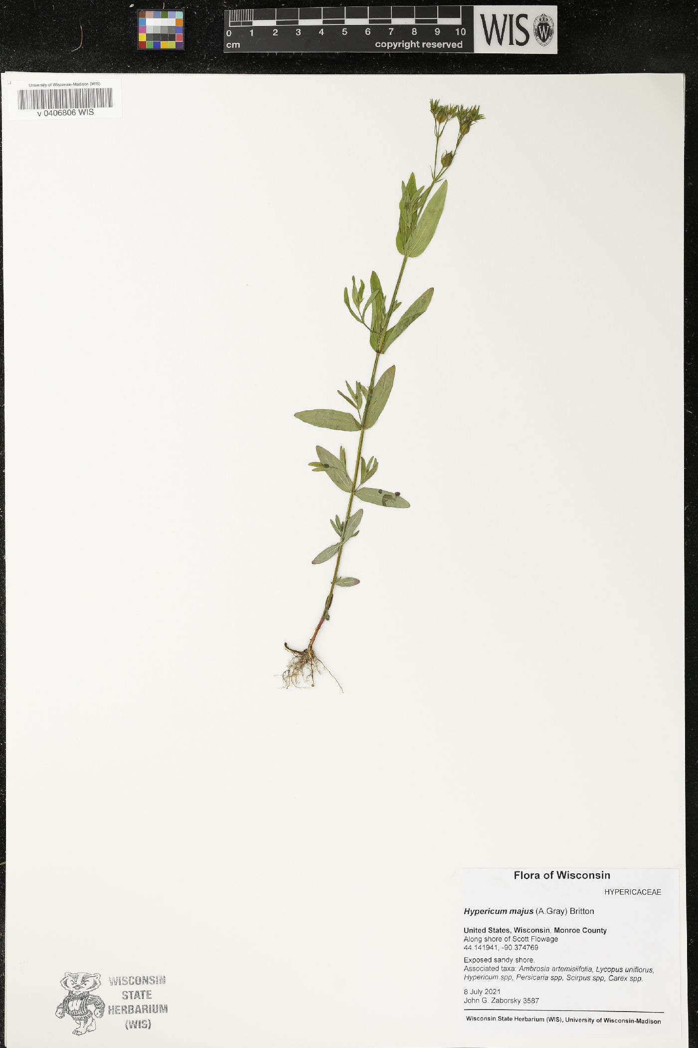 Hypericum majus image