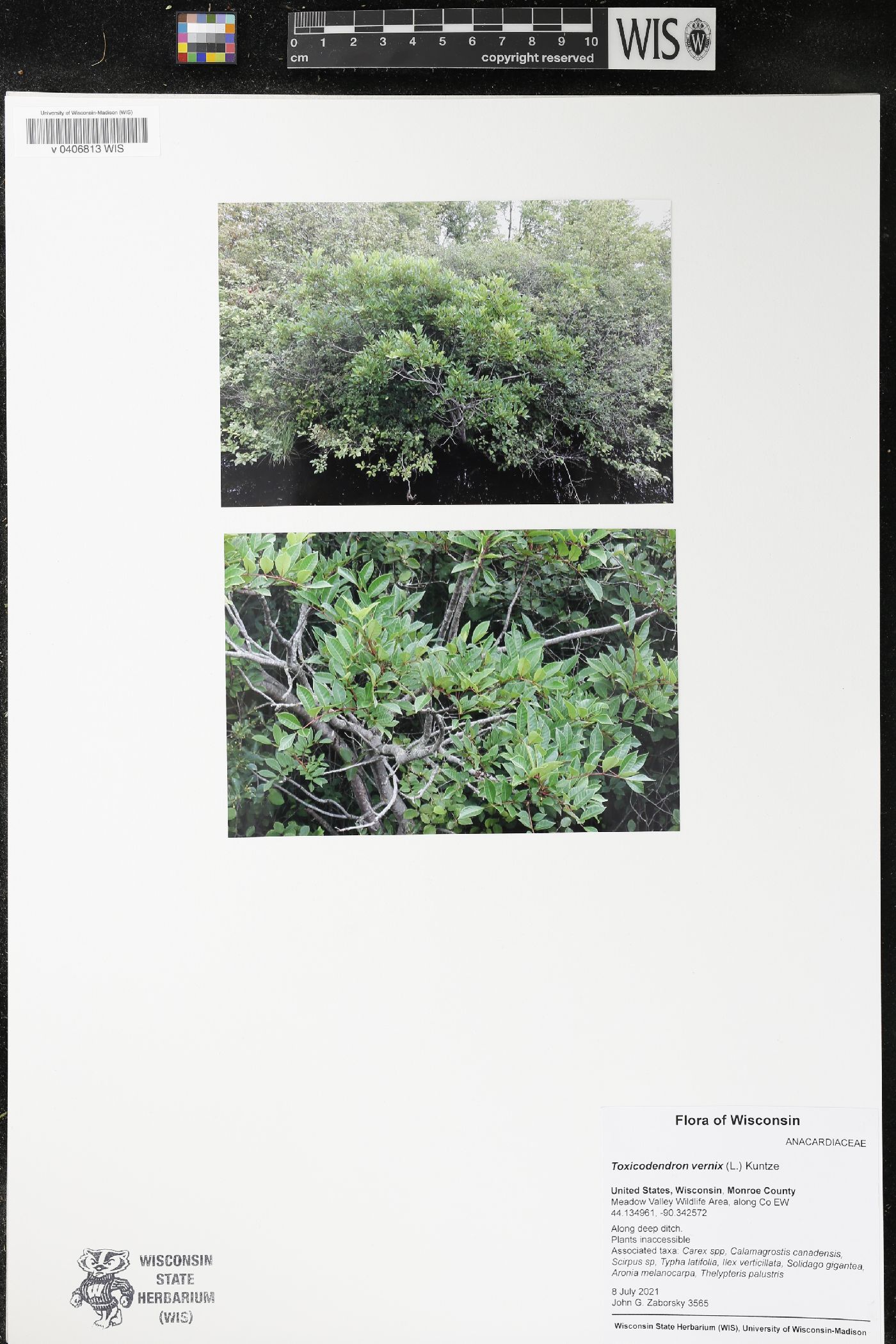 Toxicodendron vernix image