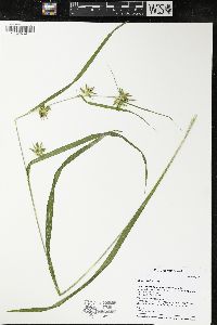 Carex folliculata image