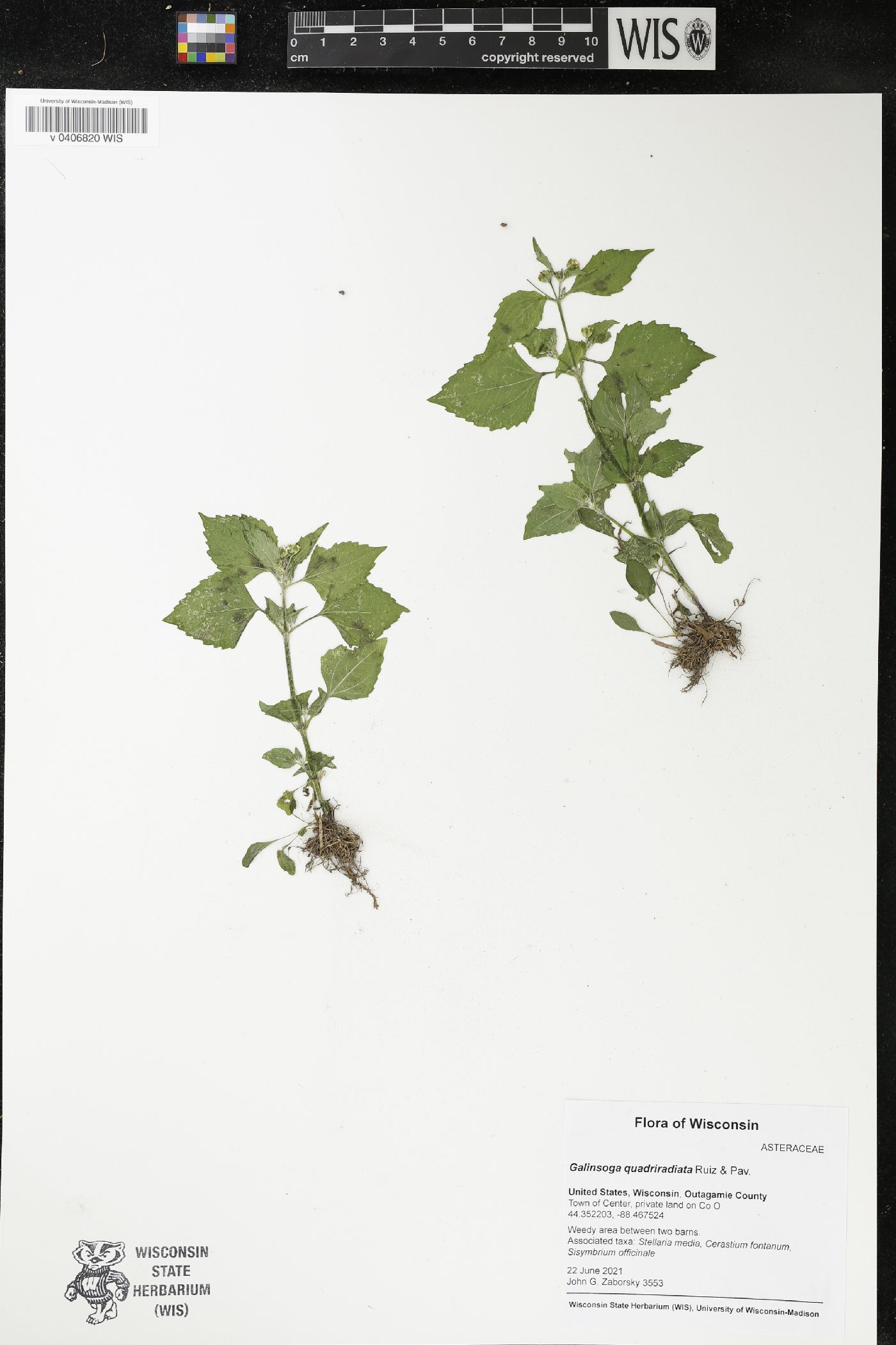 Galinsoga quadriradiata image