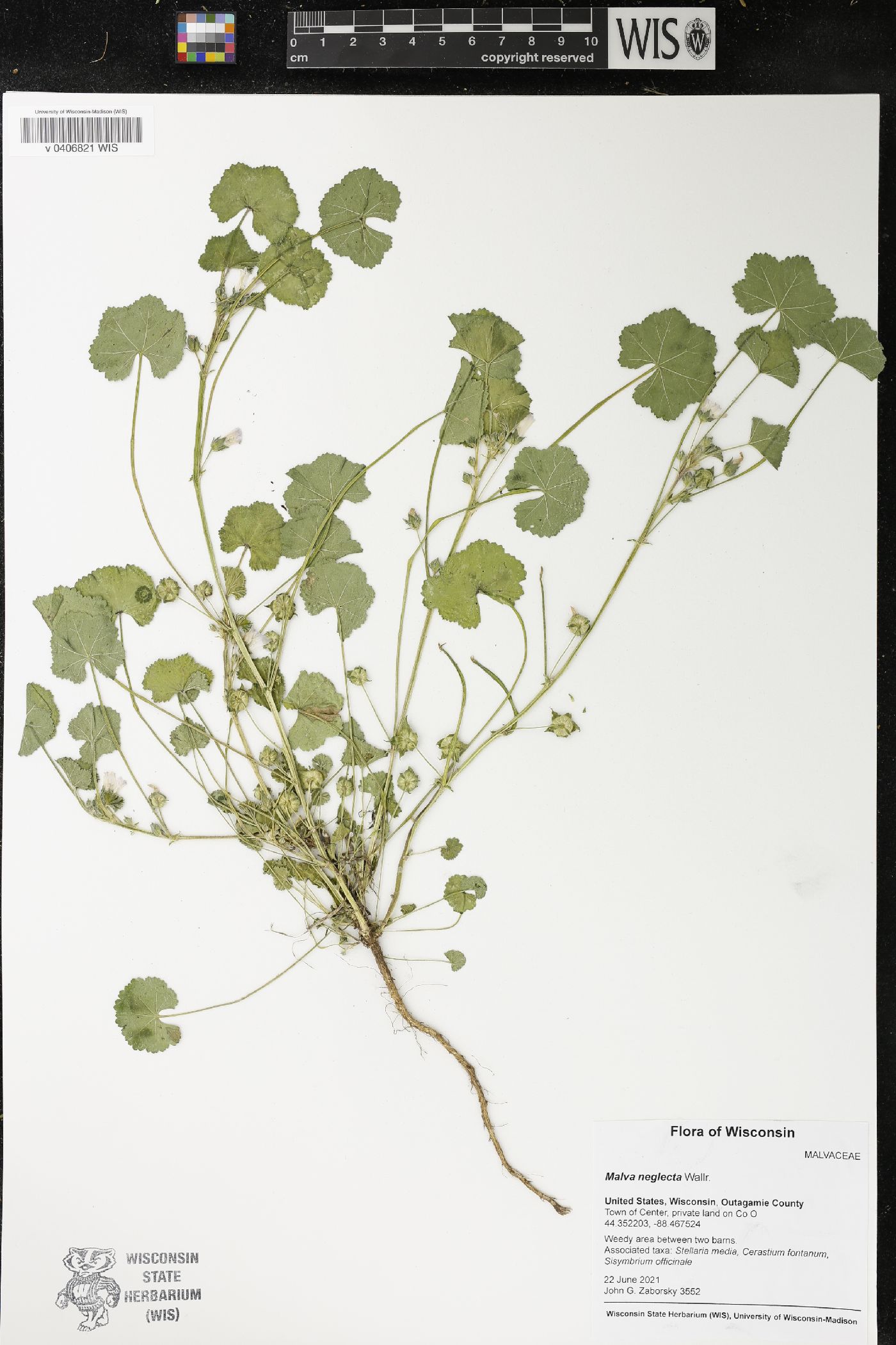 Malva neglecta image