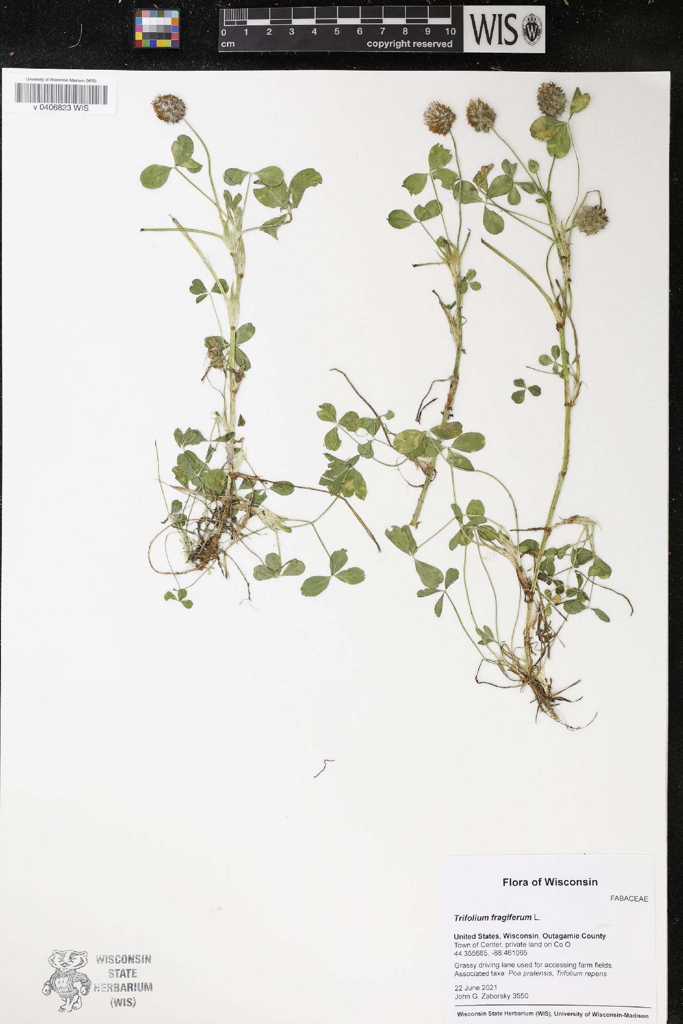 Trifolium fragiferum image