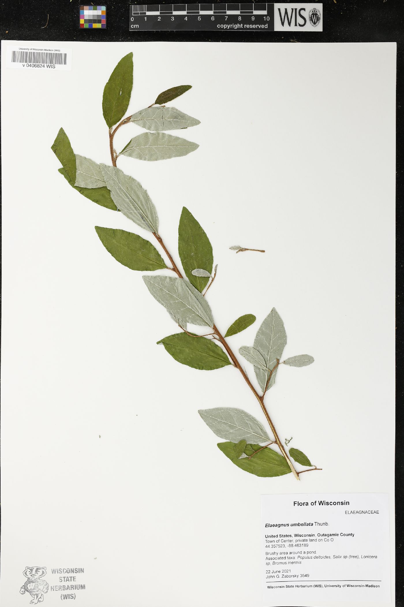 Elaeagnus umbellata image
