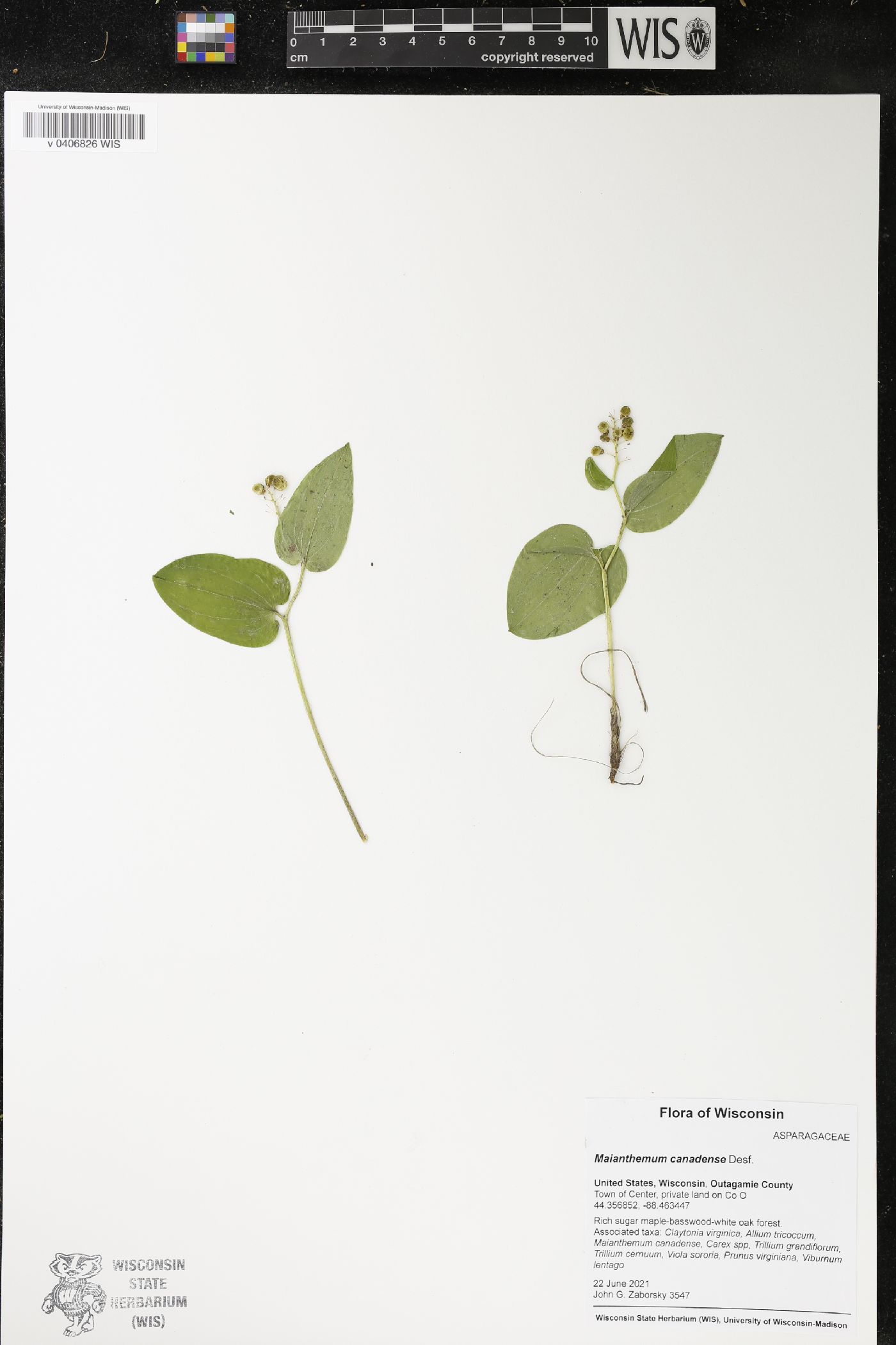 Maianthemum canadense image