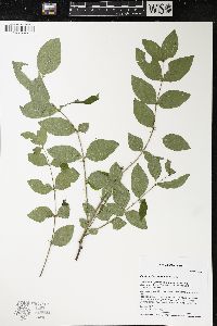 Zanthoxylum americanum image