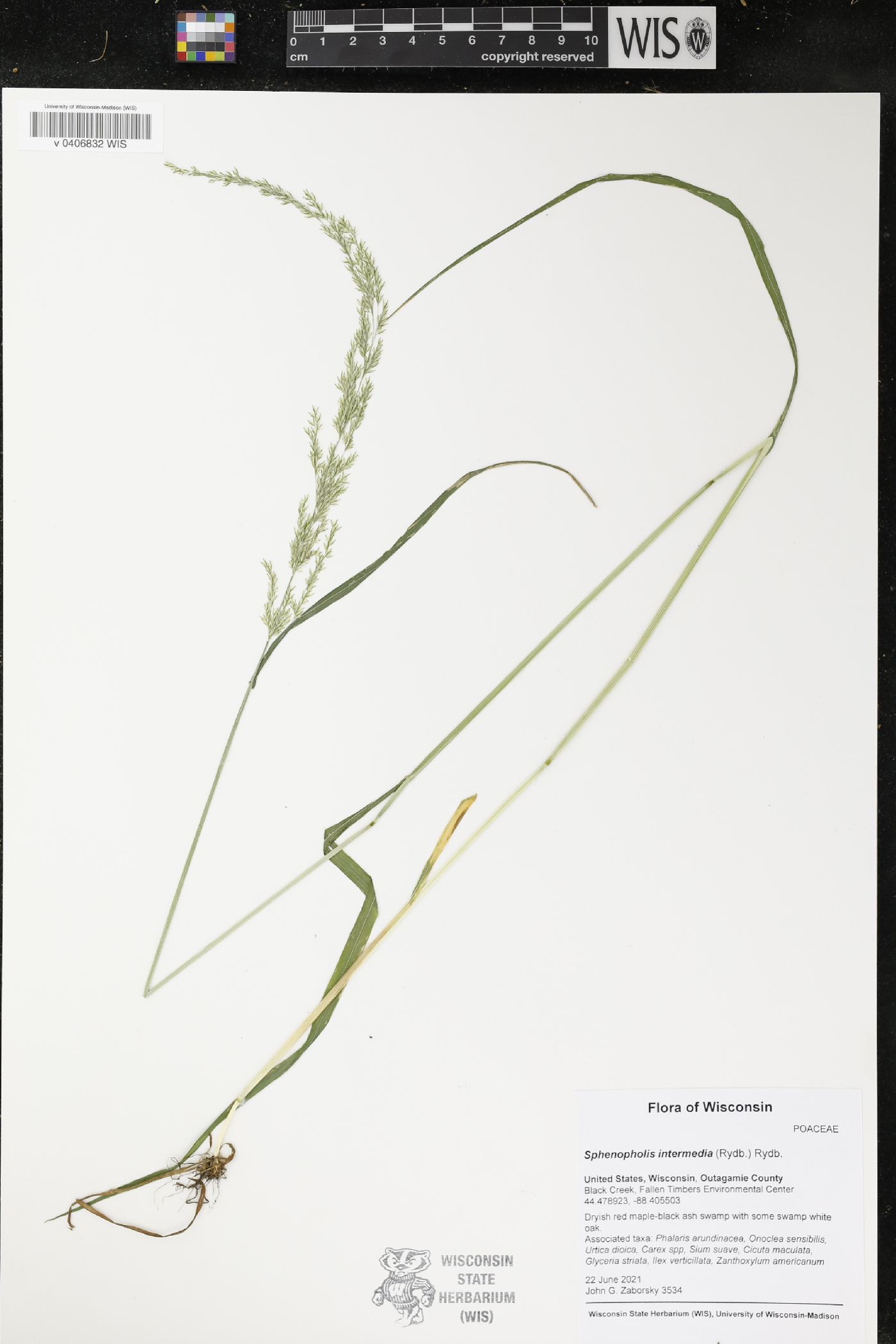 Sphenopholis intermedia image