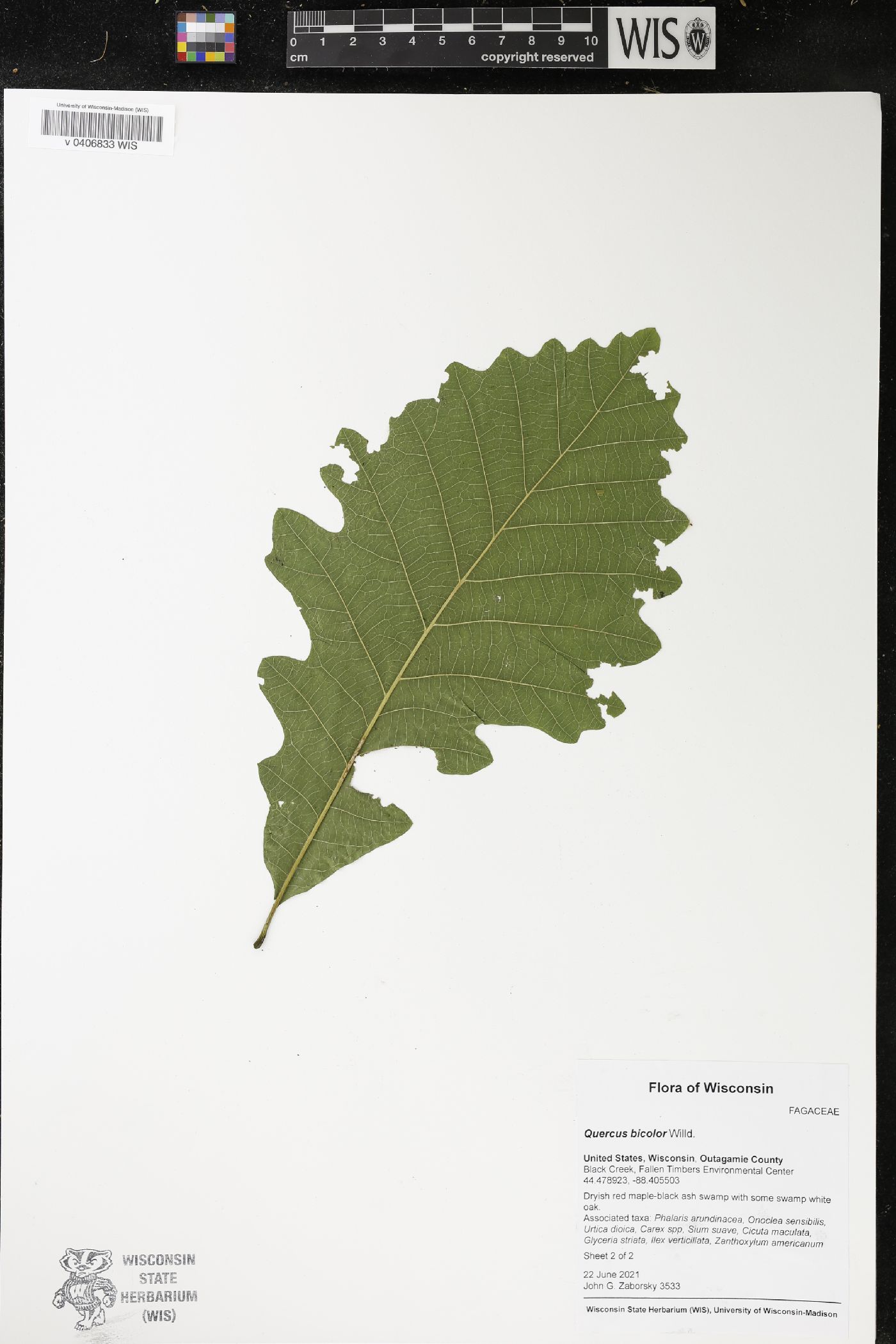 Quercus bicolor image