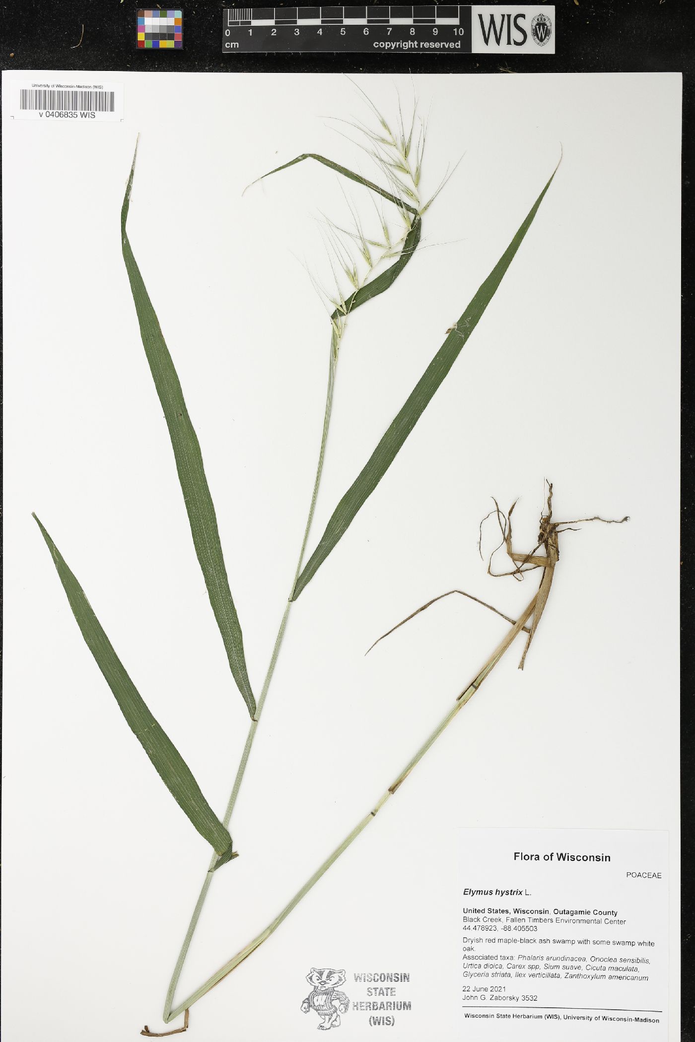 Elymus hystrix image