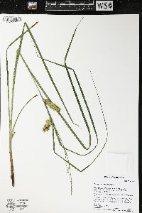 Carex tuckermanii image