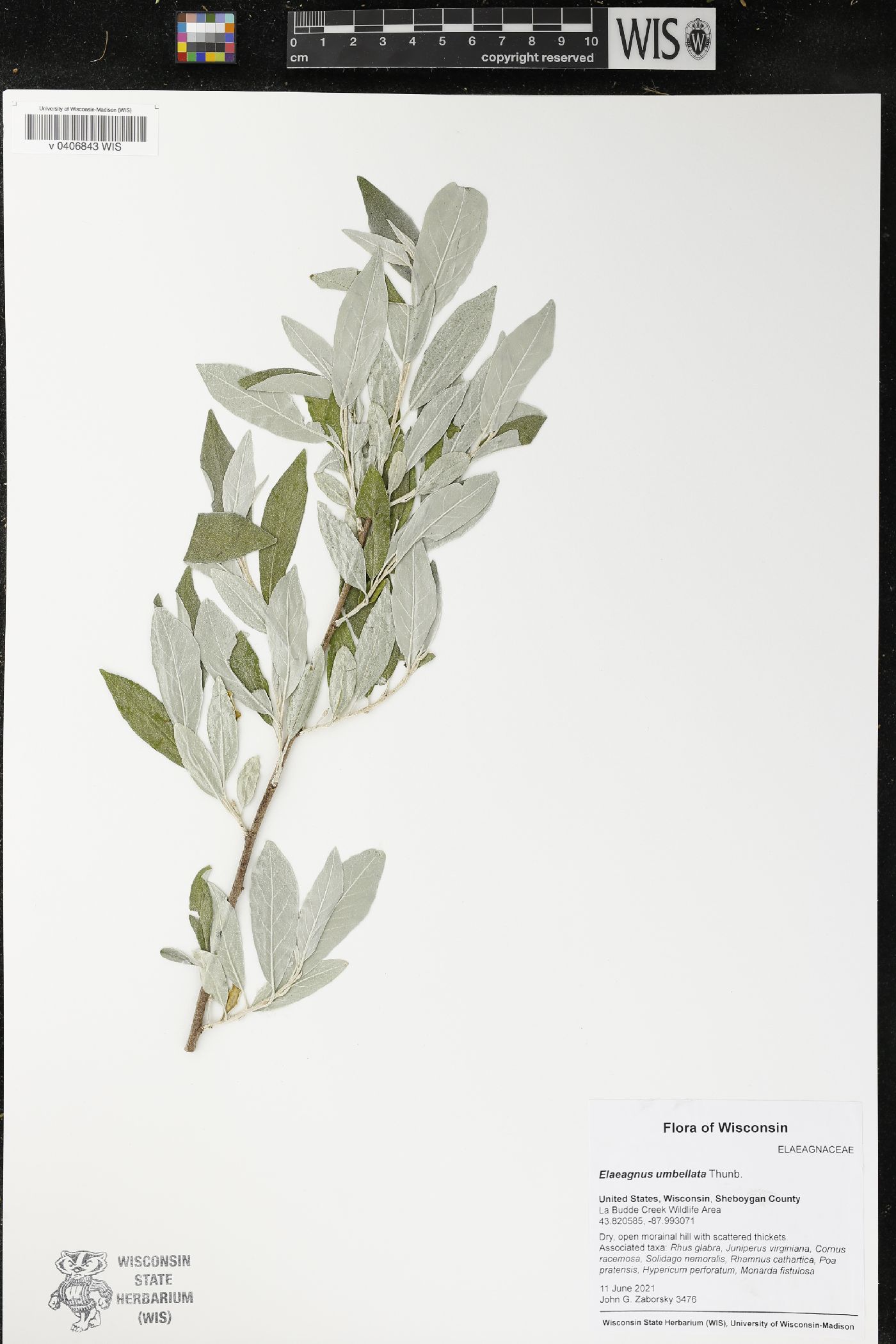 Elaeagnus umbellata image