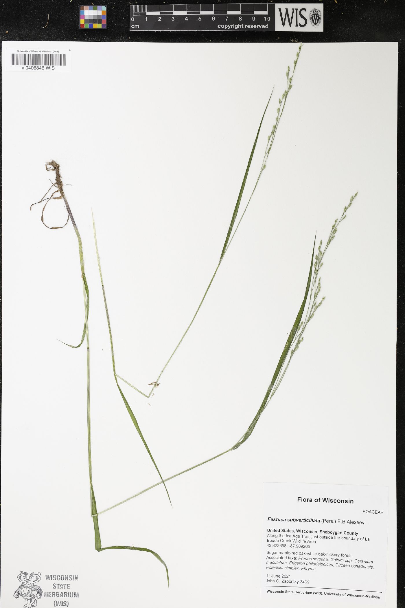 Festuca subverticillata image