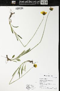 Coreopsis lanceolata image