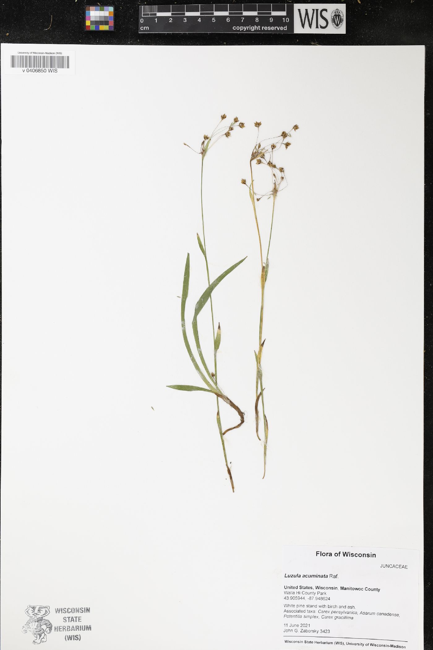 Luzula acuminata image