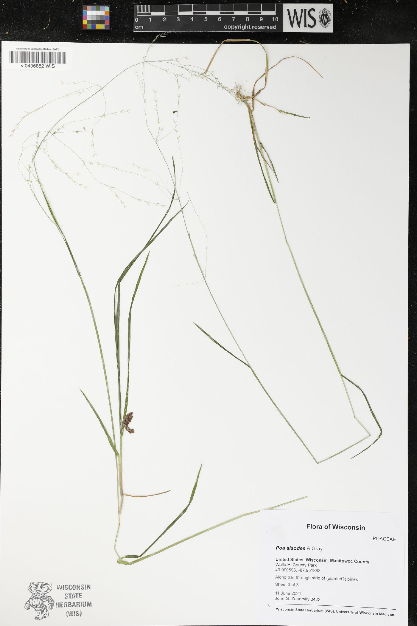 Poa alsodes image