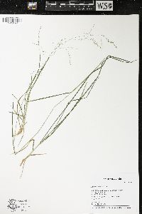 Poa alsodes image