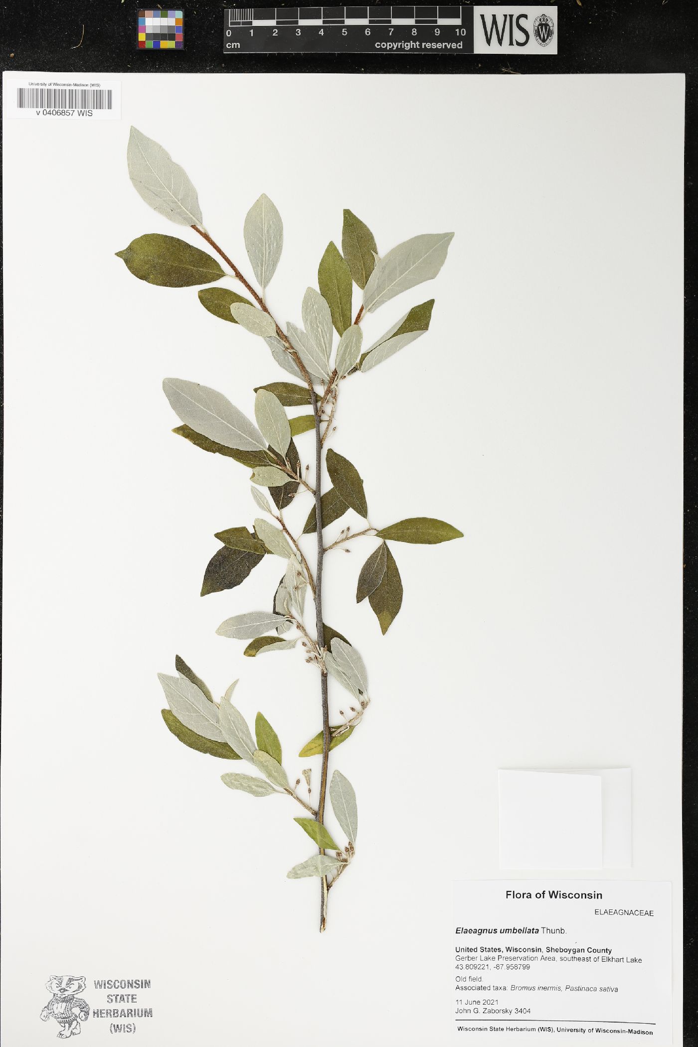Elaeagnus umbellata image